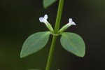 Congolanthus longidens