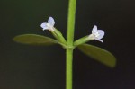 Congolanthus longidens