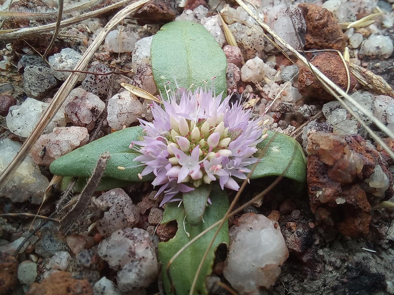 Faroa acaulis Faroa acaulis