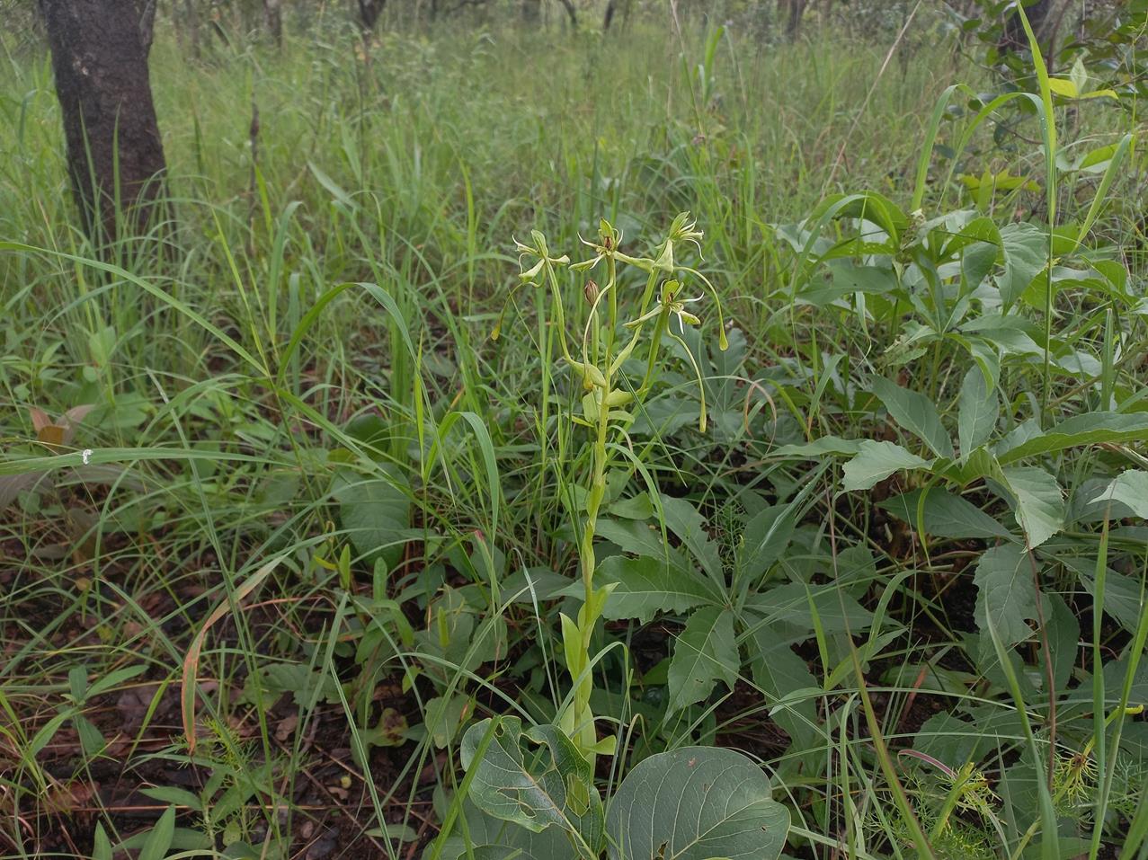 Habenaria gonatosiphon