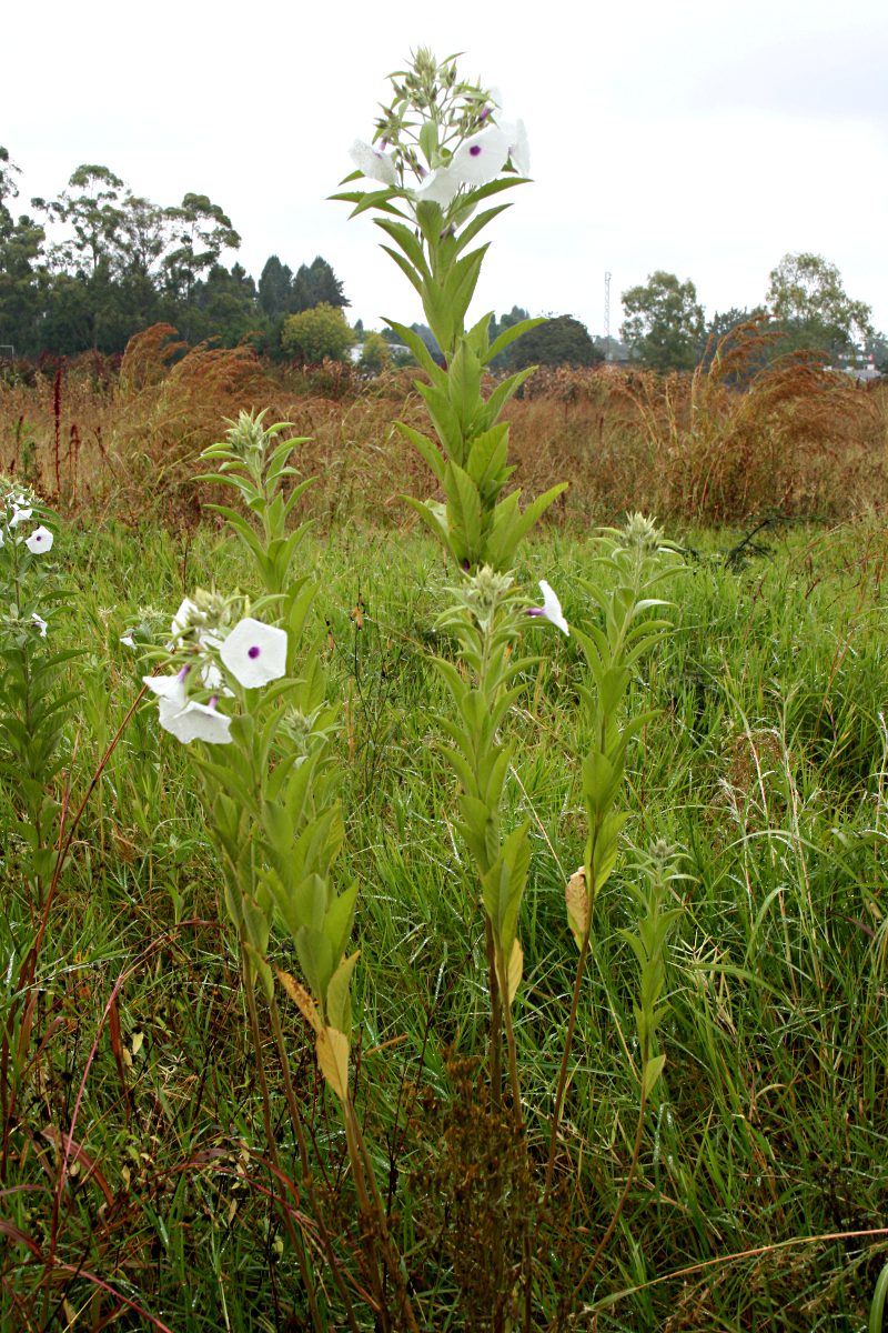 Astripomoea hyoscyamoides