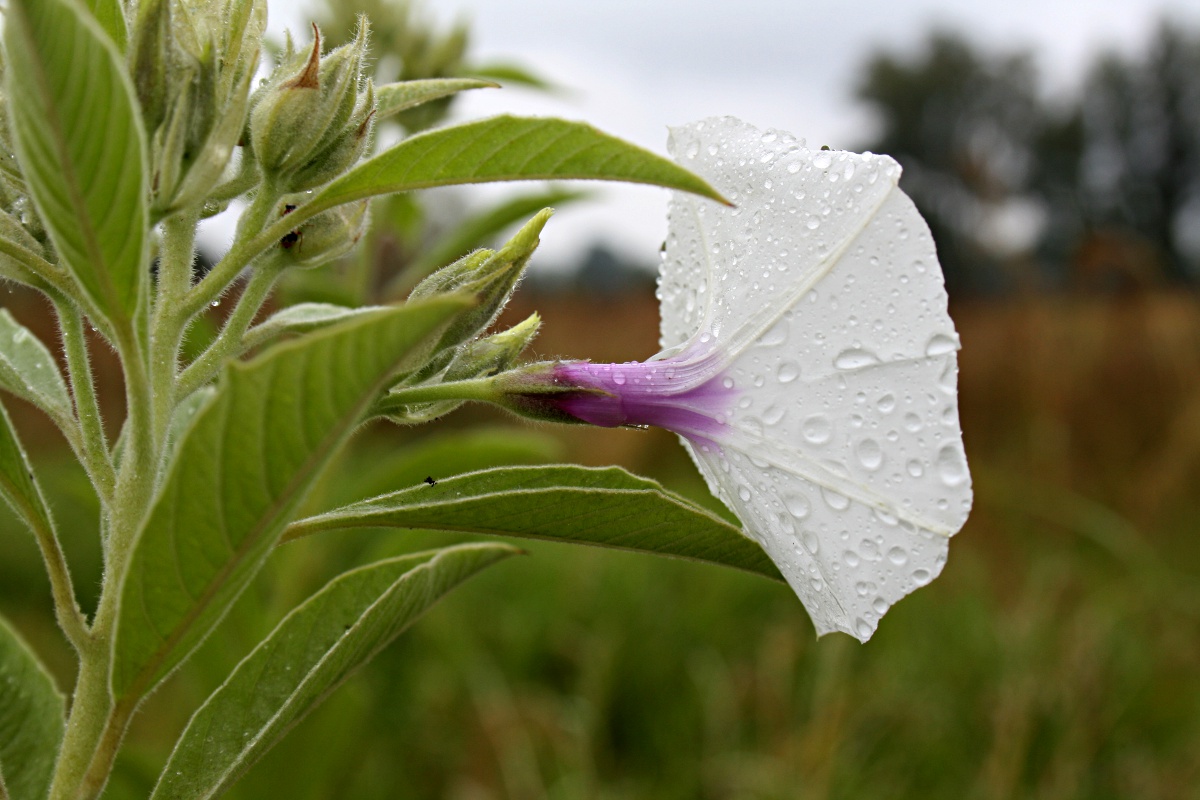 Astripomoea hyoscyamoides
