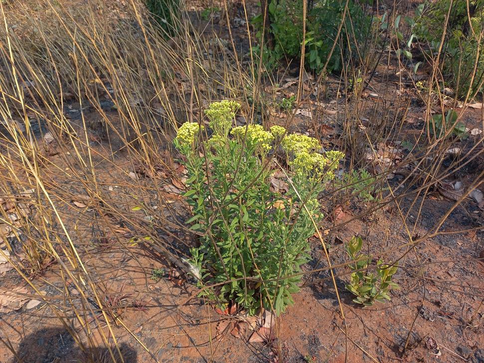 Microglossa pyrrhopappa