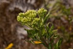 Microglossa pyrrhopappa