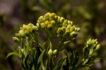 Microglossa pyrrhopappa