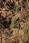 Nidorella spartioides