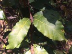 Rothmannia whitfieldii