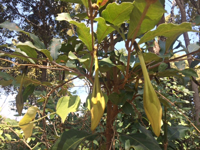 Rothmannia whitfieldii
