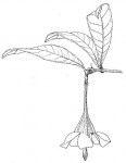Rothmannia whitfieldii