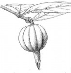 Rothmannia whitfieldii