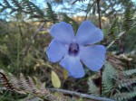 Thunbergia gossweileri