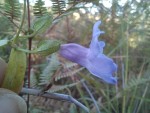 Thunbergia gossweileri