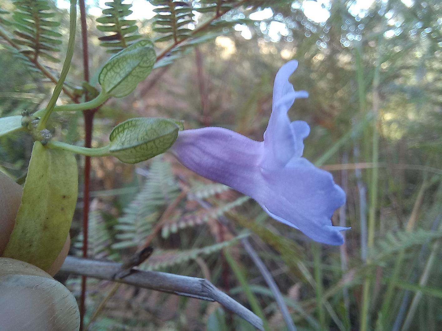 Thunbergia gossweileri Thunbergia gossweileri