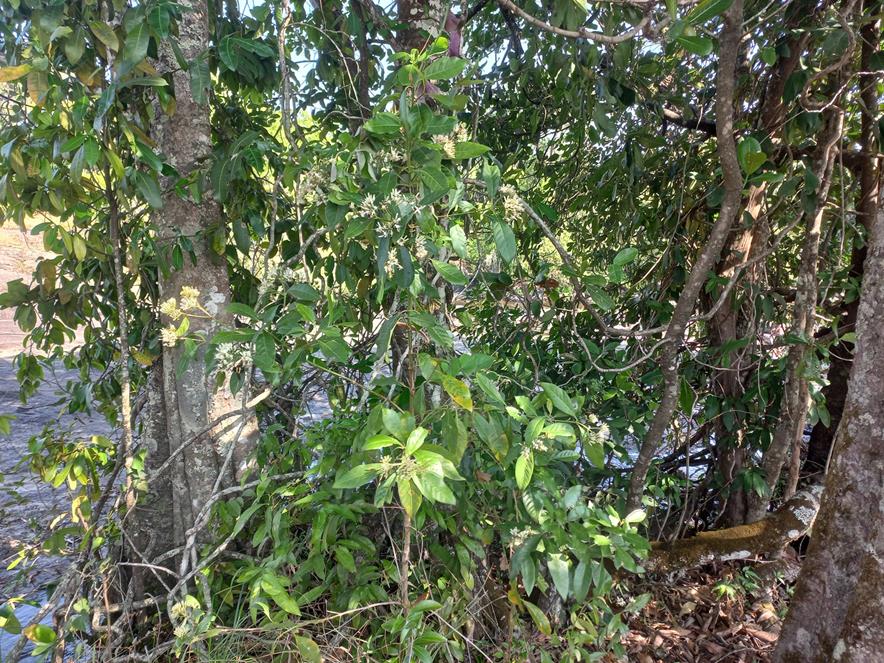 Tarenna pavettoides subsp. gillmanii
