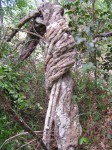 Leptoderris nobilis