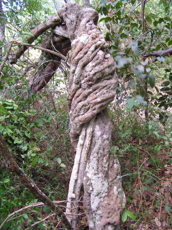 Leptoderris nobilis