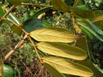 Leptoderris nobilis