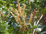Leptoderris nobilis
