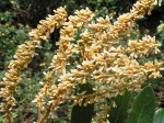 Leptoderris nobilis