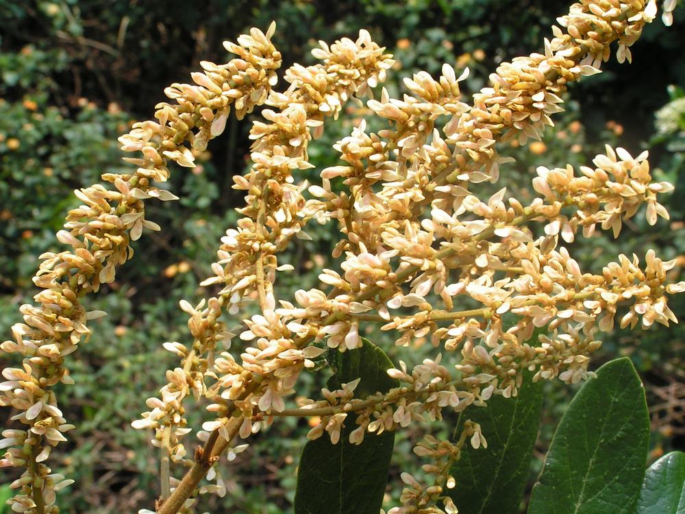 Leptoderris nobilis