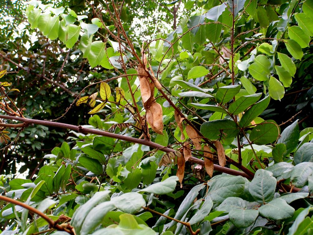 Leptoderris nobilis