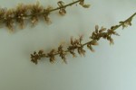 Leptoderris nobilis