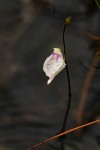 Utricularia pubescens