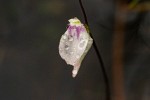 Utricularia pubescens