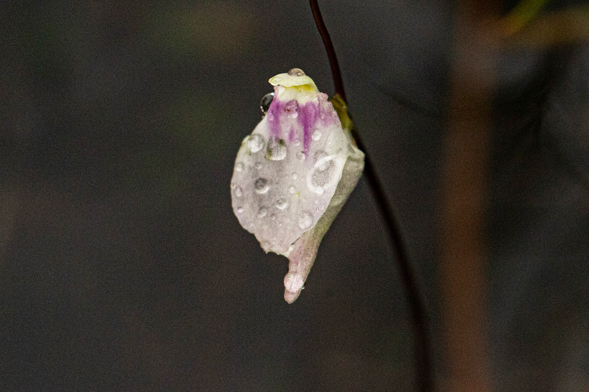 Utricularia pubescens Utricularia pubescens