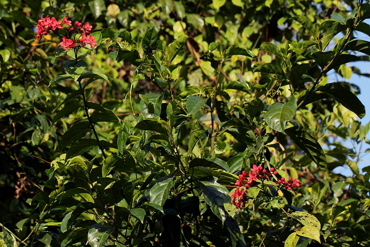 Clerodendrum splendens