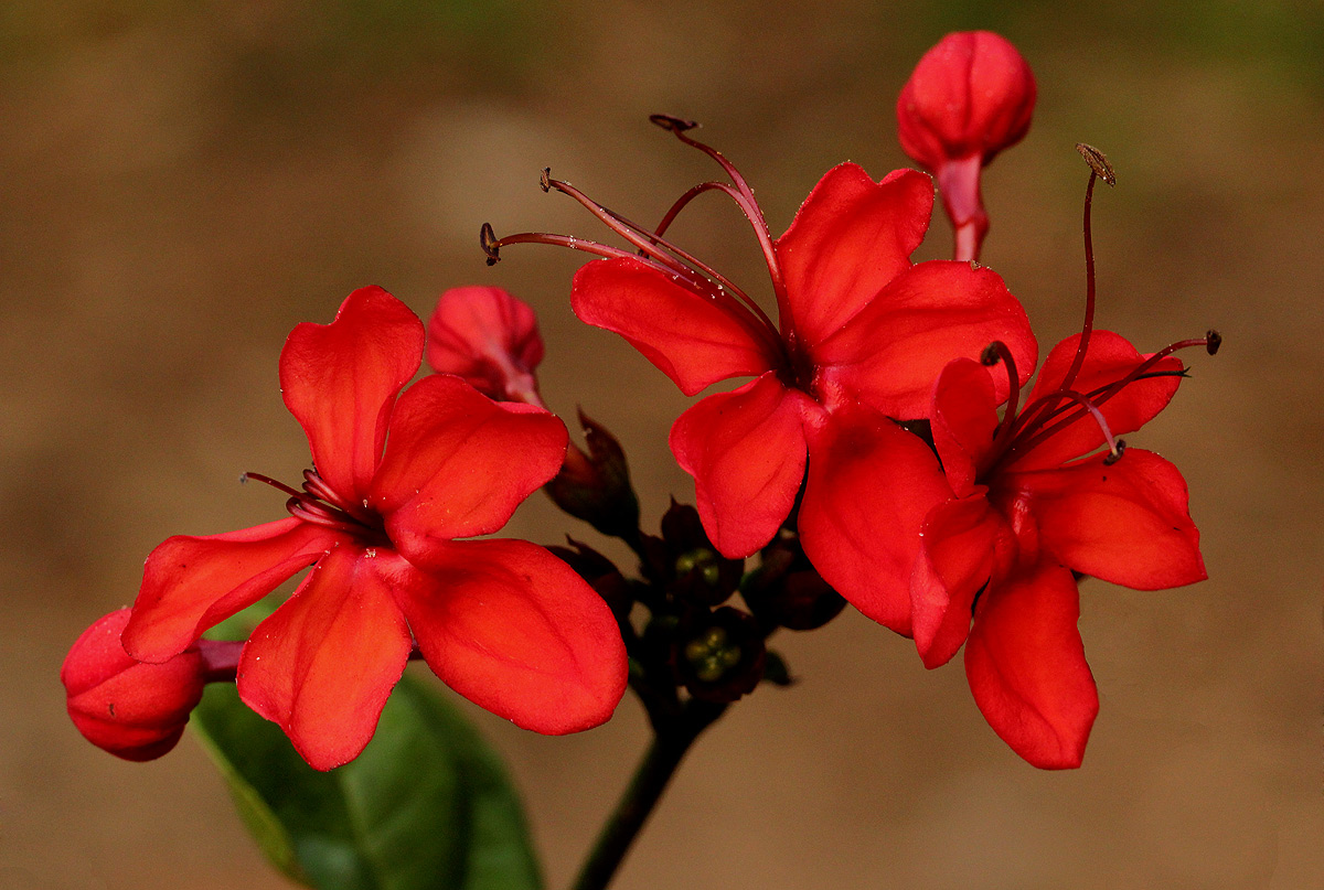 Clerodendrum splendens