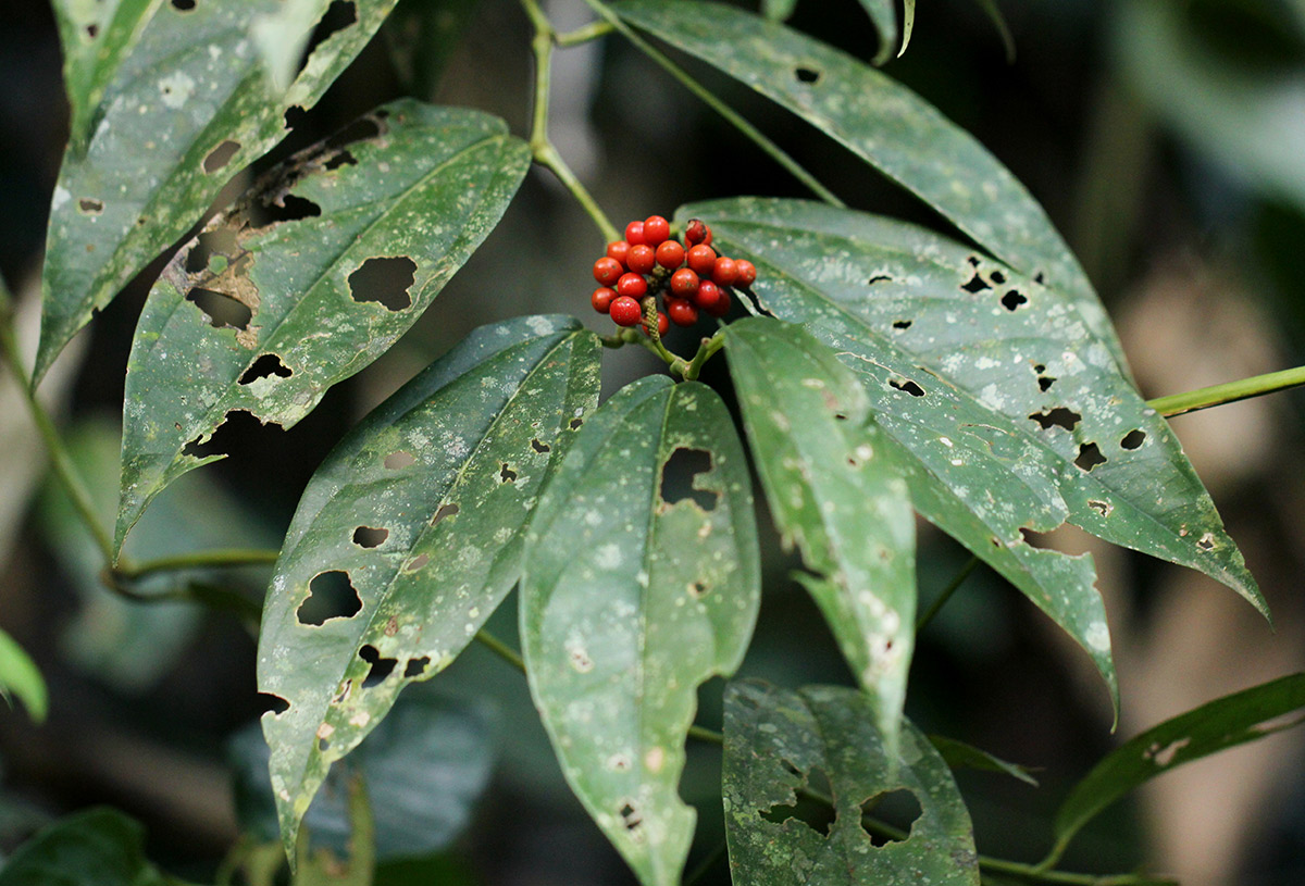 Piper guineense