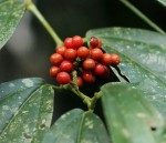 Piper guineense