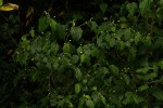 Piper capense var. brachyrhachis