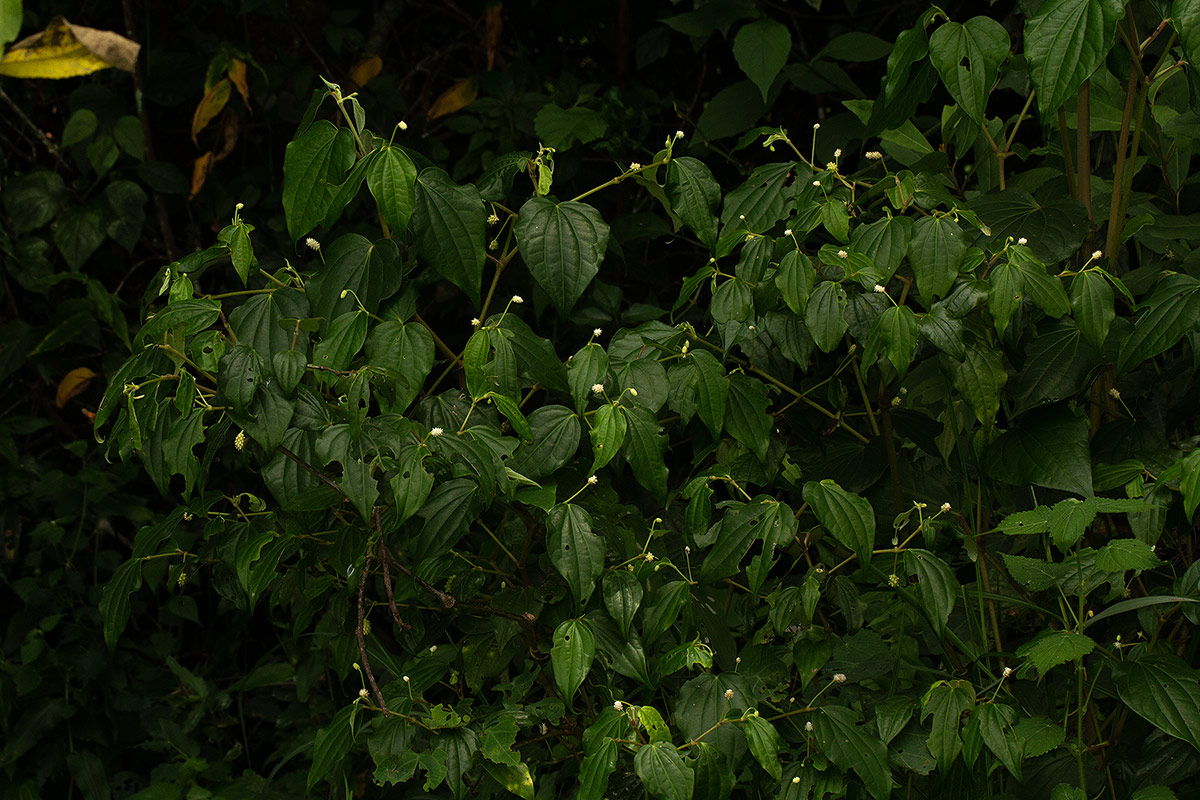 Piper capense var. brachyrhachis