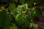 Piper capense var. brachyrhachis