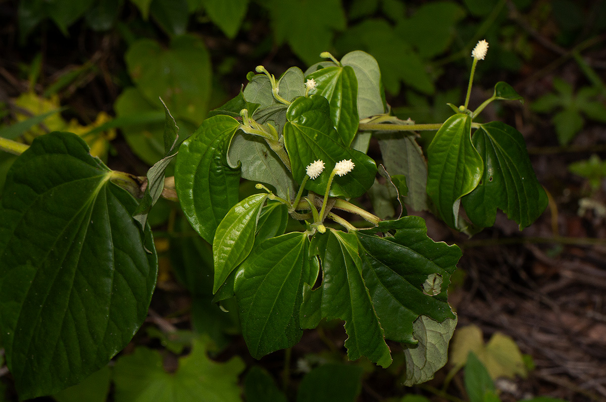Piper capense var. brachyrhachis