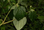 Piper capense var. brachyrhachis