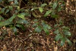 Dracaena laxissima
