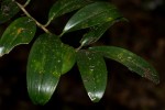 Dracaena laxissima