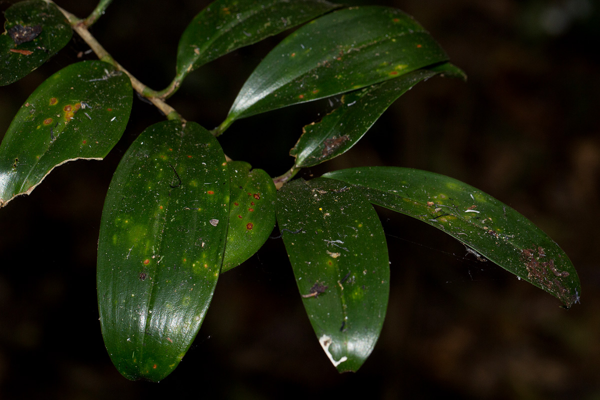 Dracaena laxissima