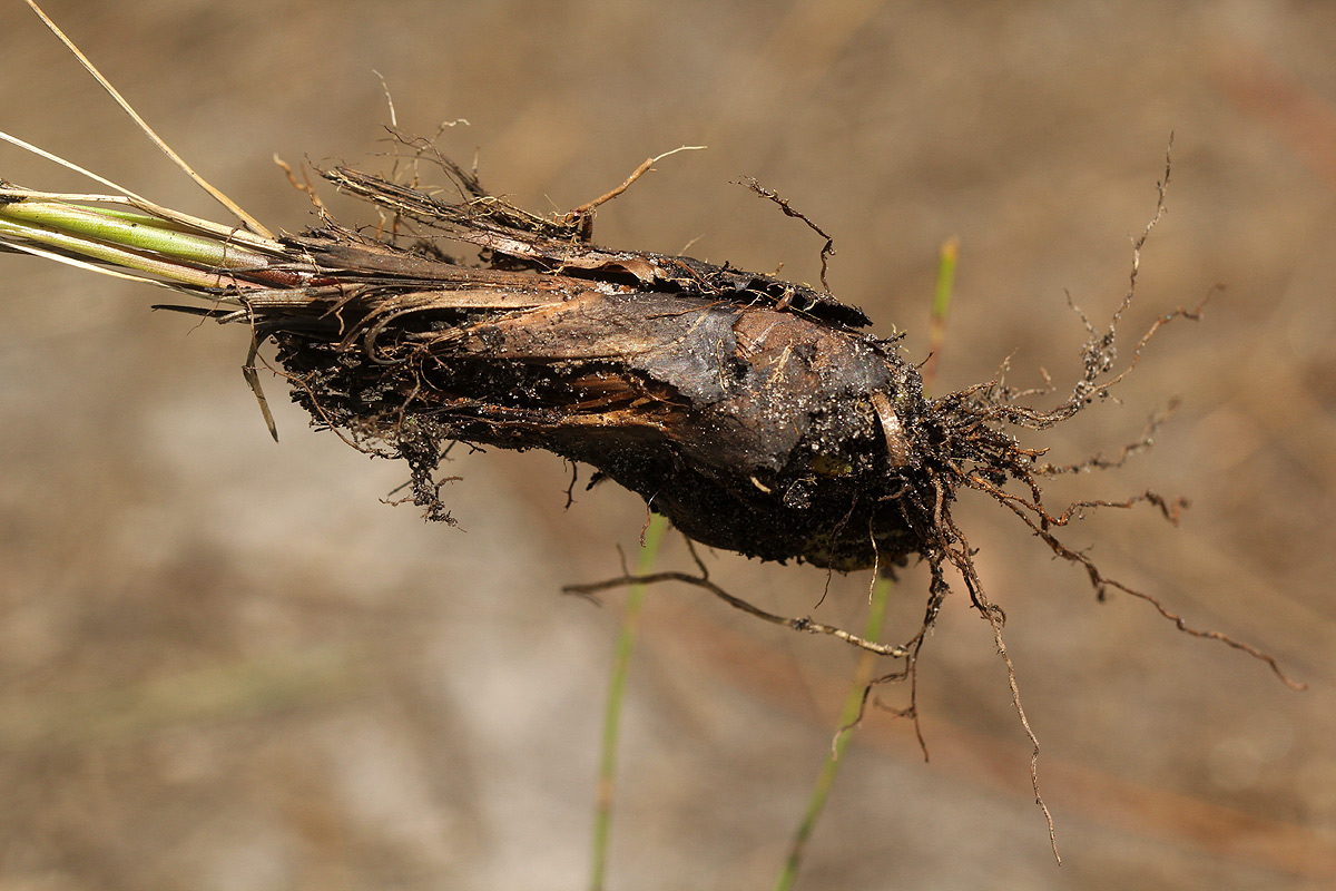 Xyris erubescens