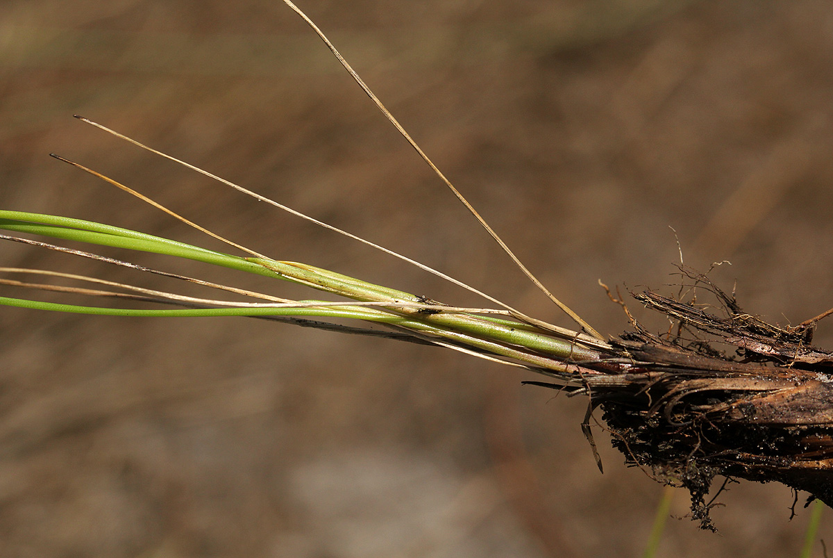 Xyris erubescens