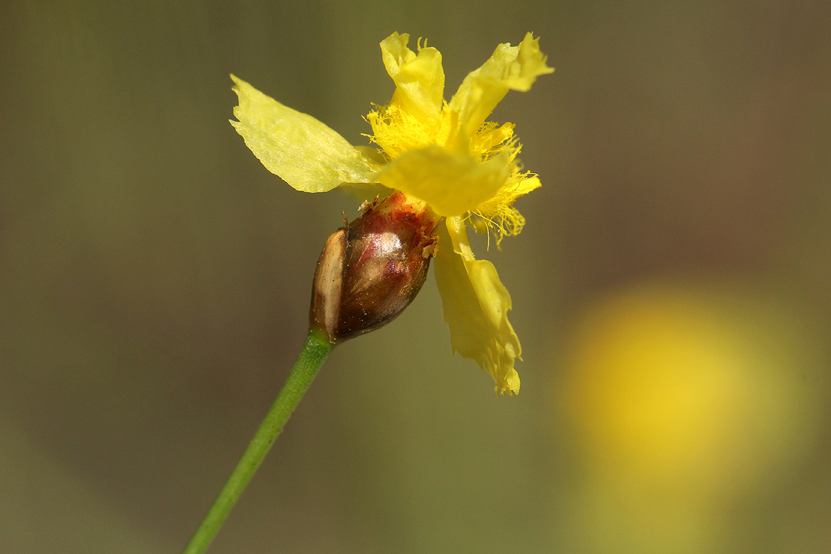Xyris erubescens