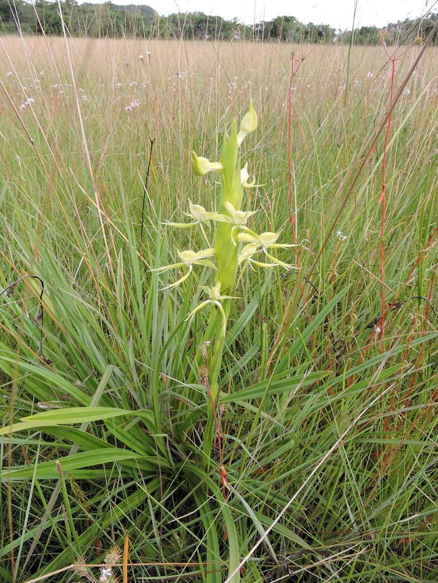 Centrostigma clavatum