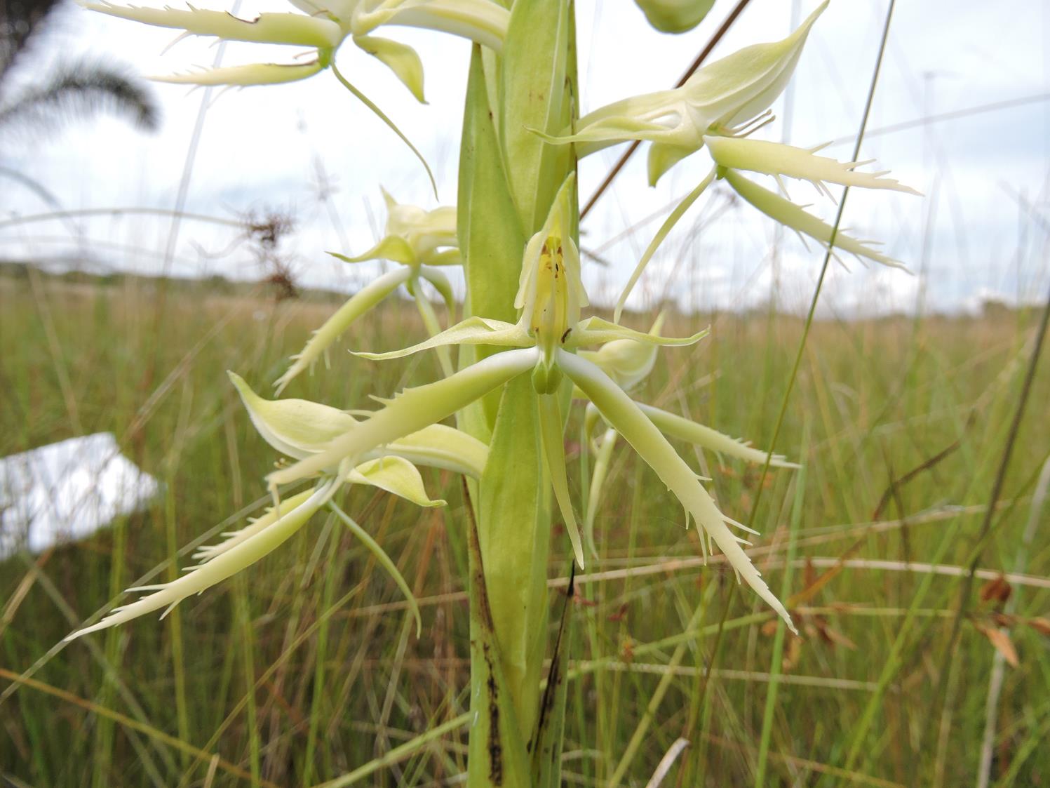 Centrostigma clavatum
