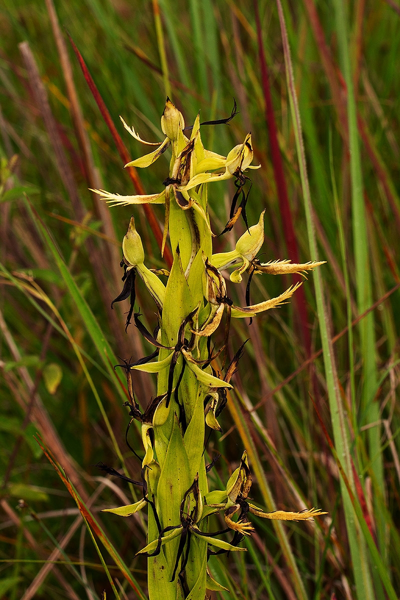 Centrostigma clavatum
