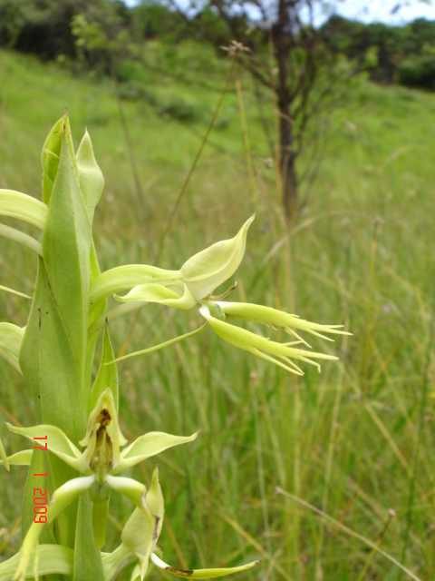 Centrostigma clavatum