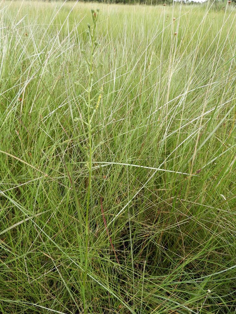 Habenaria cataphysema
