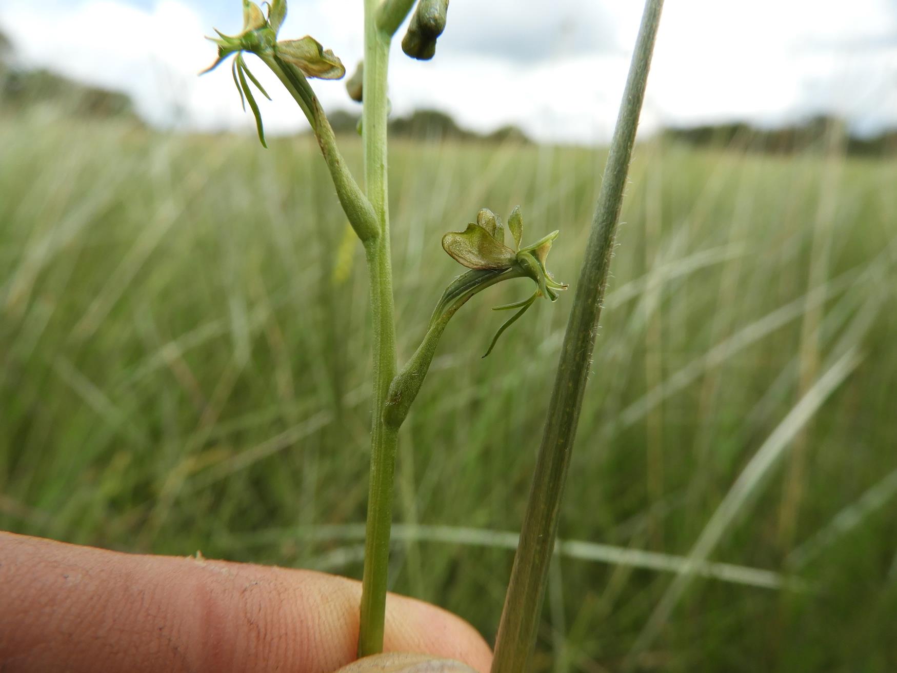 Habenaria cataphysema